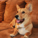 Wednesday Adoptable:  Buster of Arizona!