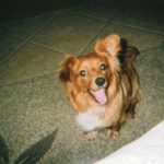 Miss Dixie of Georgia:  A True Georgia Peach!