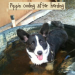 Cardi Cam:  Pippin!