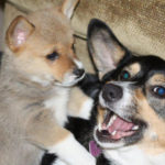 Saturday Smilers:  Radar and Callie!