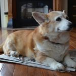 Canadian Corgipants: Miss Sadie Ledoux!