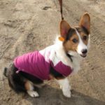 The picture of pretty:  Aspen Rose!