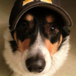 Rescue Spotlight:  Barry Dickerson!