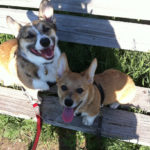 Saturday Smilers:  Beau and Maxwell!