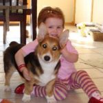 Kids n’ Corgis:  Rambo!