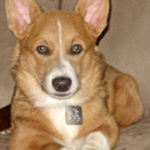 Helping Paws Opportunity:  Skylar!