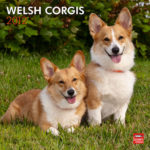 Tashi and Tucker the Wonderdog!