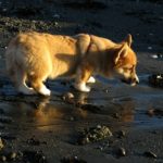 Corgipants Party Week — Day Four!