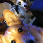 Saturday Smilers:  Gracie and Izzie!