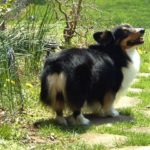 The Corgipants Party Rolls On!