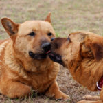 Wednesday Adoptables Nino and Nina of Texas!