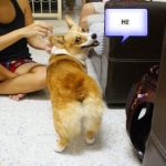 Casting Call:  Corgipants Party!