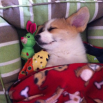 This week on the blog:  Sleeping Corgis!