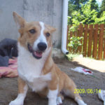 Jasper of Canada