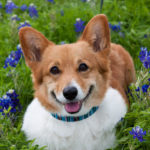 Penny among the Texas bluebonnets!