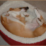 Sleeping Corgis Week — Day Four!