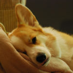 Sleeping Corgis — Week Three!