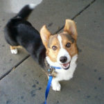 Wednesday Adoptables Updates:  Ollie and Oscar!