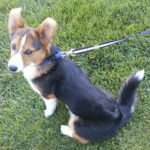 Wednesday Adoptable:  Ollie of Idaho!