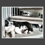 Sleeping Corgis Week — Day Three!