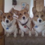 Bentley, Bella and Barkley of Illinois
