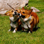 July 29th: You’re invited to Rhode Island Corgipalooza 2!