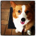 International Corgipants:  When Gigi Met Harry!