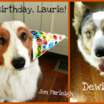 The Daily Corgi Birthday Fund!