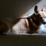 Coming Attractions: The Barney Dog!