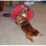 Corky and Auggie: Potato Chip Pals!