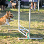 Agility Cam:  Callie!