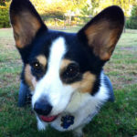 Preview Cam:  Gillie!