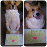 Fan Cam: Link and Luna for the Cause! GOOD NEWS UPDATE!