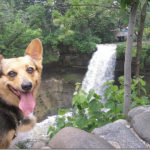 Catching Up with CorgiPals: Penny of Minnesota!