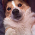 Corgi Mind Meld: Rusty!