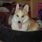 Starla of California: Cat in a Corgi suit!
