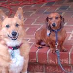 In Memoriam:  Winston of Virginia