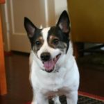 Wednesday Adoptables: Wrigley — and an Oscar Update!