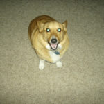 Catching Up with CorgiPals: Barney Boots Edition