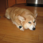 Catching Up with CorgiPals: 7 Corgis and an Auction!