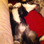 Nap Cam: Charlie!