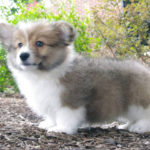 Puppy Cam: Ed The Corgi!