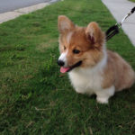 Video Biscuits: Ed The Corgi and Tuna!