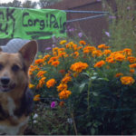 Thank you CorgiPals!