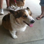 Wednesday Adoptables:  Arizona Boys Poncho and Luke!