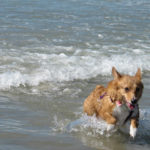 Southern California Corgi Beach Day!