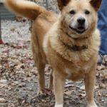 Thursday Adoptable: Lucky of Virginia!
