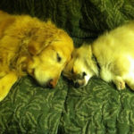 Sweet Zzzzz: Millie and Delphinium Rose