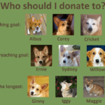 Catching Up with CorgiPals: Updates Galore