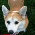Thursday Adoptables: Abbey of Kansas